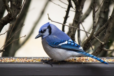 Parents raising kids with special needs find hope in unexpected places. Blogger Sarah Broady finds hope in blue jay outside the window & in her faith.