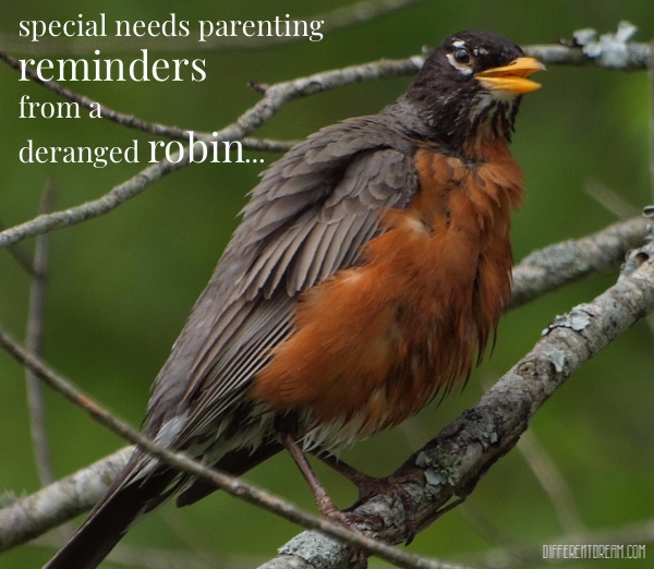 This spring a deranged robin pecking at our patio door offered 4 special needs parenting reminders, which I'm passing along to you feather-free!